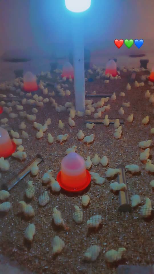 Poulailler moderne - Vue extérieure