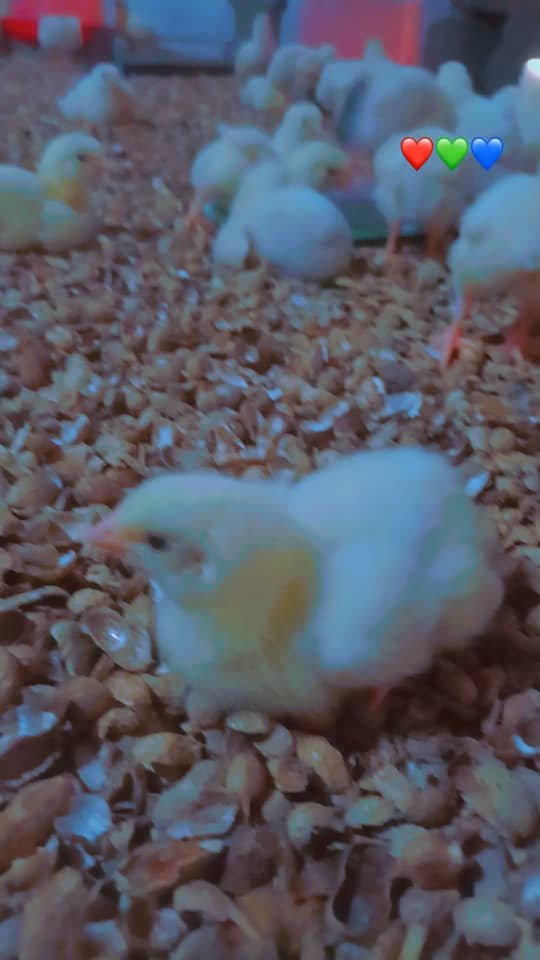 Poules en liberté dans l'enclos